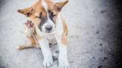 Како да донесете bloch во кучиња: специјални и народни лекови